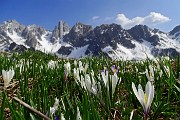82 Zafferano selvatico (Crocus vernus) con le Piccole Dolomiti Scalvine